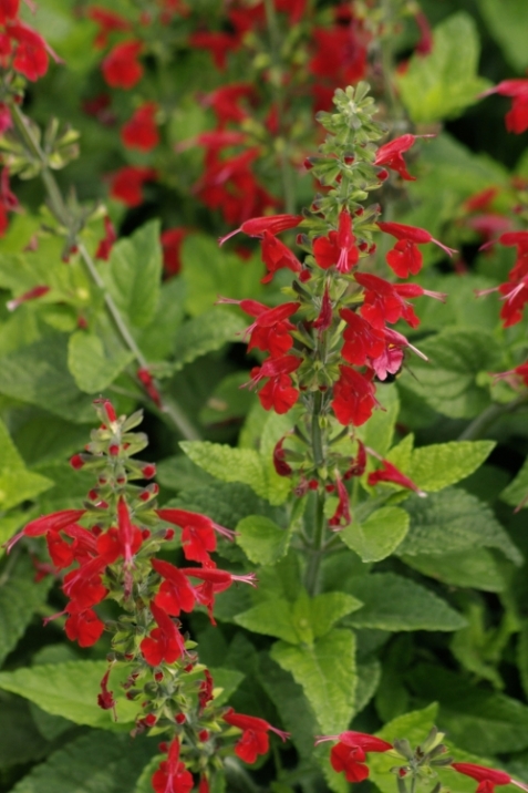 Salvia farinaceal Lady in Red 1123.jpg