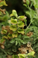 Salvia africana - lutea 1124.jpg