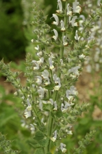 Salvia coahuilensis 1125.jpg