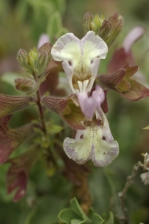 Salvia dolomitica 1126.jpg