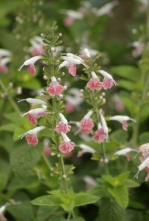 Salvia farinacea Coral Nymph 1127.jpg