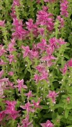 Salvia horminum marbie arch rose 1129.jpg