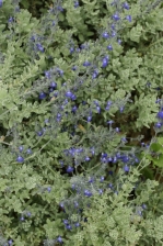 Salvia chamaedryoides Blue Ribbon 1130.jpg