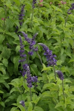 Salvia Indigo Spires 1131.jpg