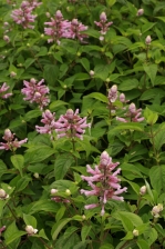 Salvia involucrata pink pale form 1132.jpg