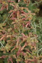 Salvia lanceolata 1133.jpg