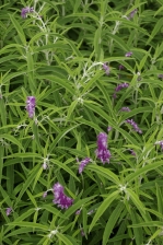 Salvia leucantha 1134.jpg