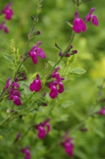 Salvia muelerii 1136.jpg