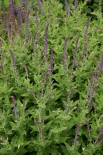 Salvia nemorosa 1137.jpg
