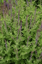 Salvia nemorosa 1137.jpg