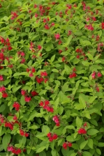 Salvia officinalis Purpurascens Group 1138.jpg