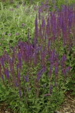 Salvia x sylvesstris Tanzerin 1140.jpg