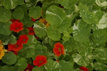 tropaeolum 3974.jpg