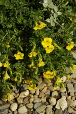 Petunia calibrachoa Callie Deep Yellow 970.jpg