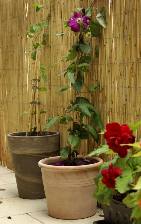 Jak Se Mnozi Clematis