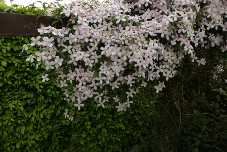 Jak Se Mnozi Clematis