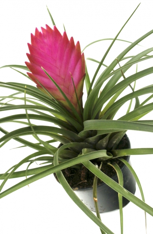 Druhy Bromelii (období růstu, druhy patří, které jsou, měly pohybovat) Druhy Bromelii