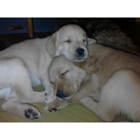 Labrador fenky-štěňata