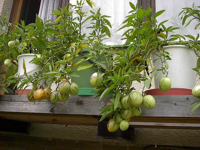 Pepino Rostlina () Pepino Rostlina