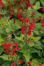 Salvia farinaceal Lady in Red 1123.jpg