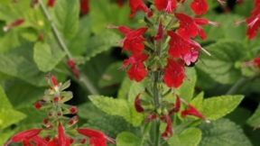 Salvia farinaceal Lady in Red 1123.jpg