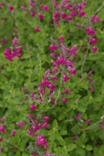 Salvia greggii Two toned pink 1128.jpg