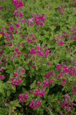 Salvia microphylla 1135.jpg