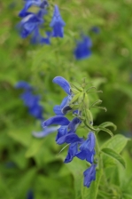 Salvia patens 1139.jpg