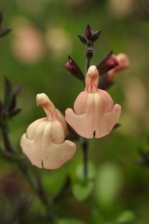 Salvia species unknown 1141.jpg