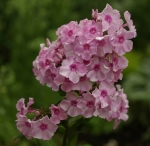 1385.jpg
