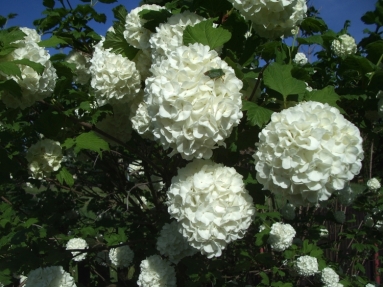 2167 viburnum opulus.jpg