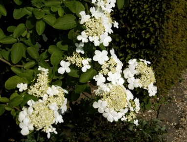 2170 viburnum macrocephalum.jpg