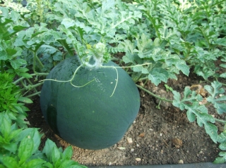 2645.jpg