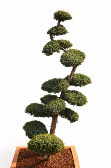 7263.jpg
