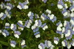 Nemesia 969.jpg