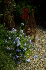 plumbago 971.jpg